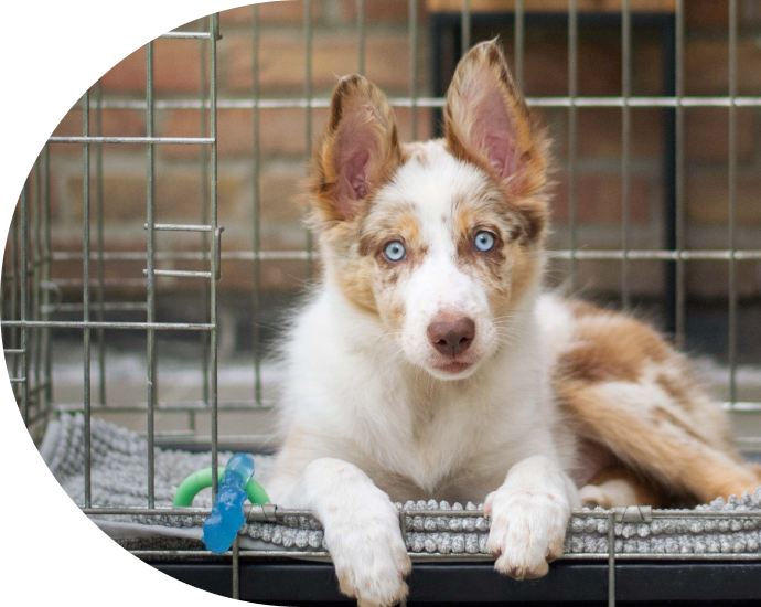 Pet Boarding Near Me 33311 Oakland Park Animal Hospital