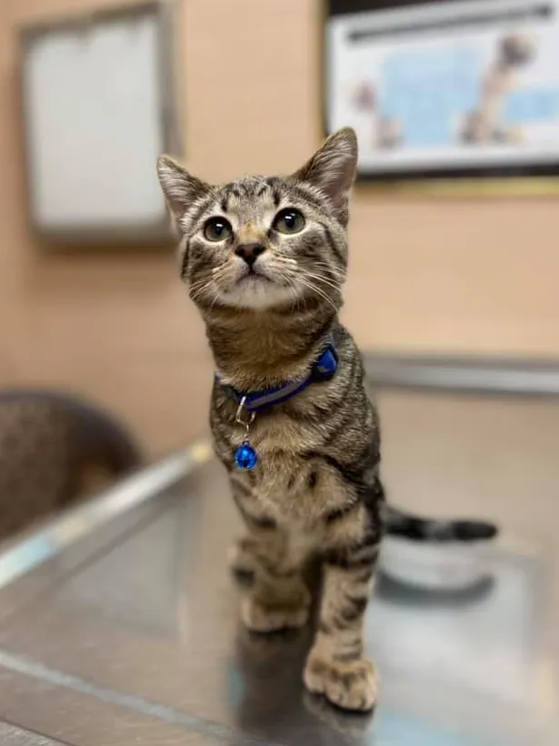 Tabby cat standing on examination table at Oakland Park Animal Hospital wearing blue collar