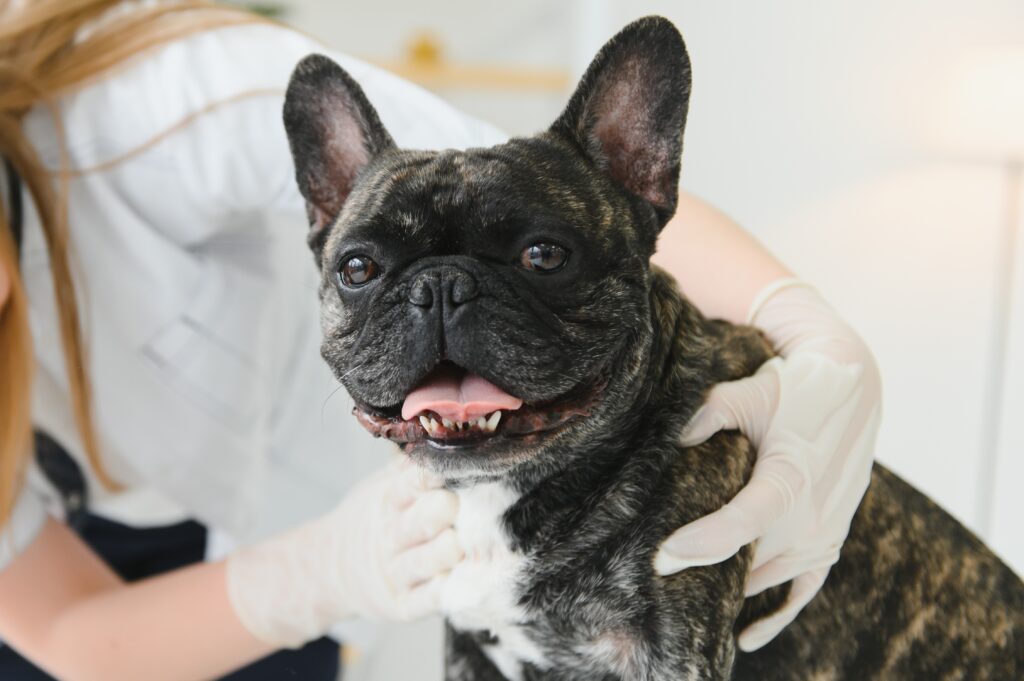 medicine, pet care and people concept - close up of french bulldog dog and veterinarian doctor hand at vet clinic