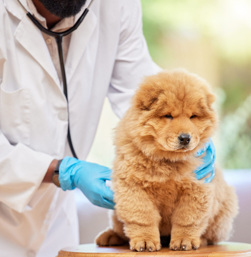 Man hands, puppy health and vet for clinic, medical and animal support with gloves. Pet, expert exam and veterinarian employee with a cute dog and professional with chow chow dogs care at job.