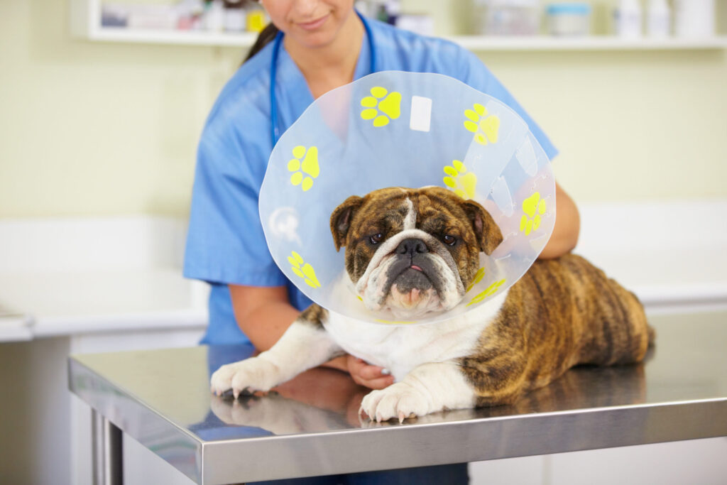 Collar, doctor or dog at vet or animal healthcare check up in nursing consultation or clinic inspection. Cone, nurse or sick bulldog pet or puppy in examination or medical test for veterinary help.