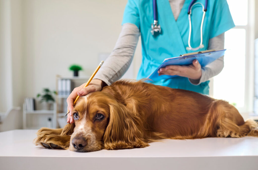 Senior dog getting a health checkup at the vet for mobility and arthritis care