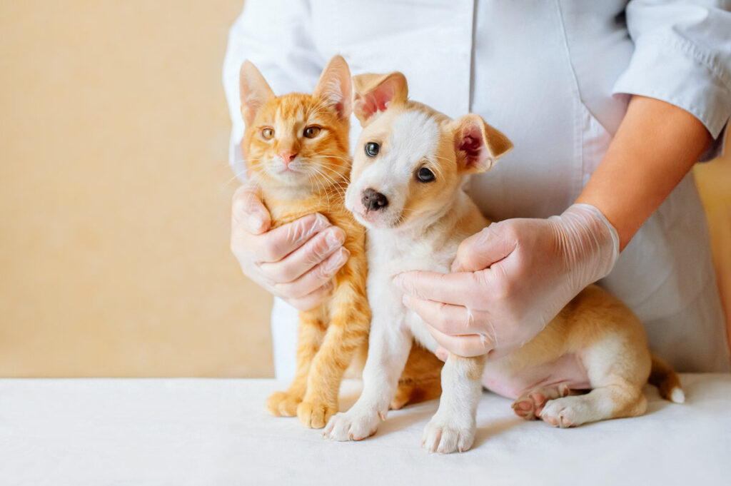 Veterinarian giving preventive checkup to a cat and dog at Oakland Park Animal Hospital