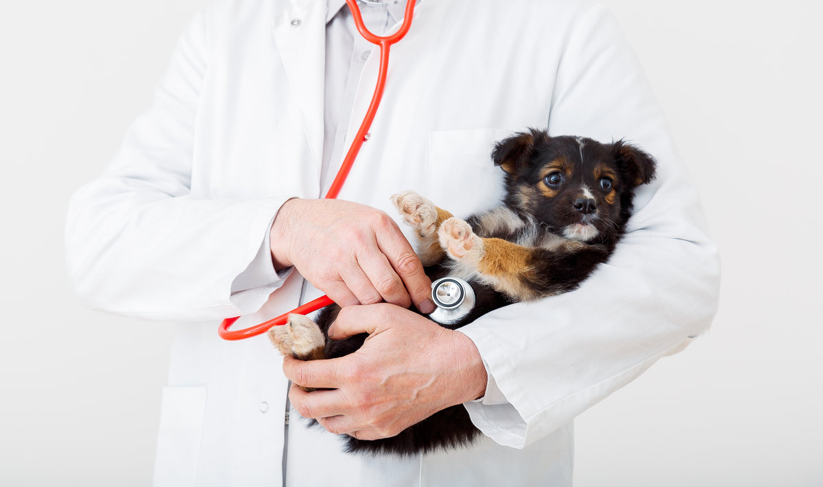 Puppy being examined by a veterinarian during a wellness visit